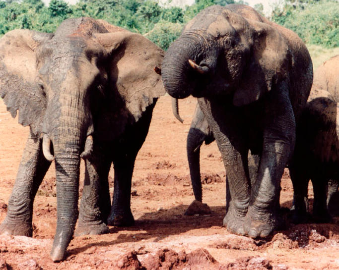 kenya animals elephants. Elephants in Kenya