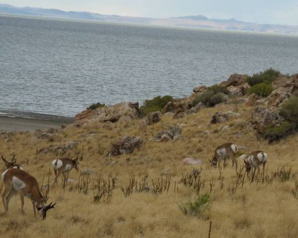 photo of Antelope on Antelope Island