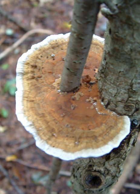 Fungus growing on tree, Appalachian Trail
