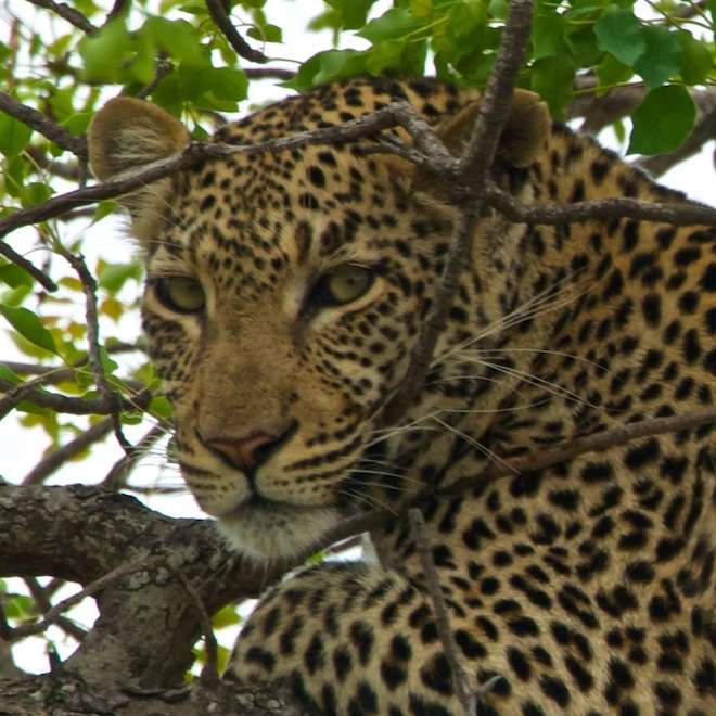 photo of a leopard resting in a tree