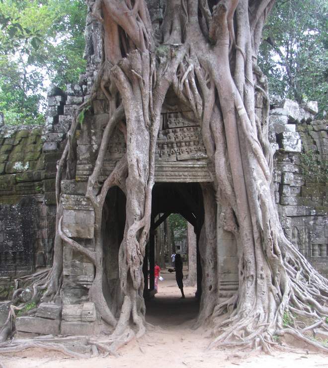 photo of banyan tree growing over temple entranceway