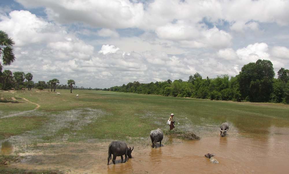 photo of water buffaloes in Cambodia