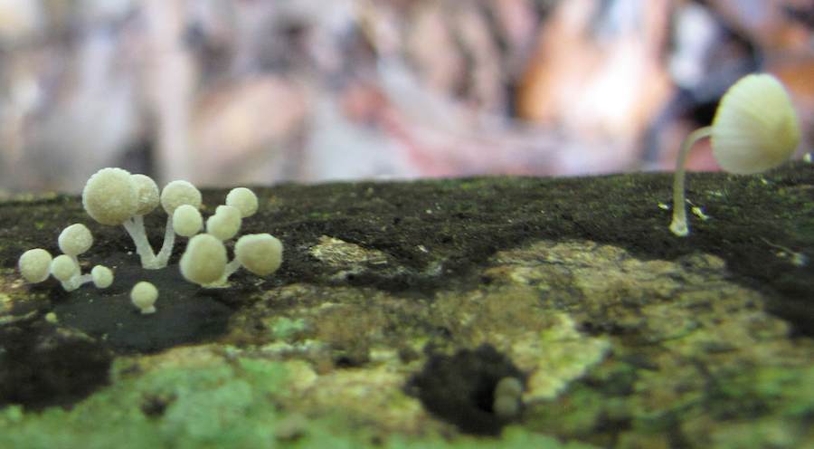 photo of white fungi growing on tree trunk 