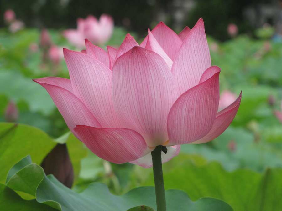 photo of Pink Lotus Flower