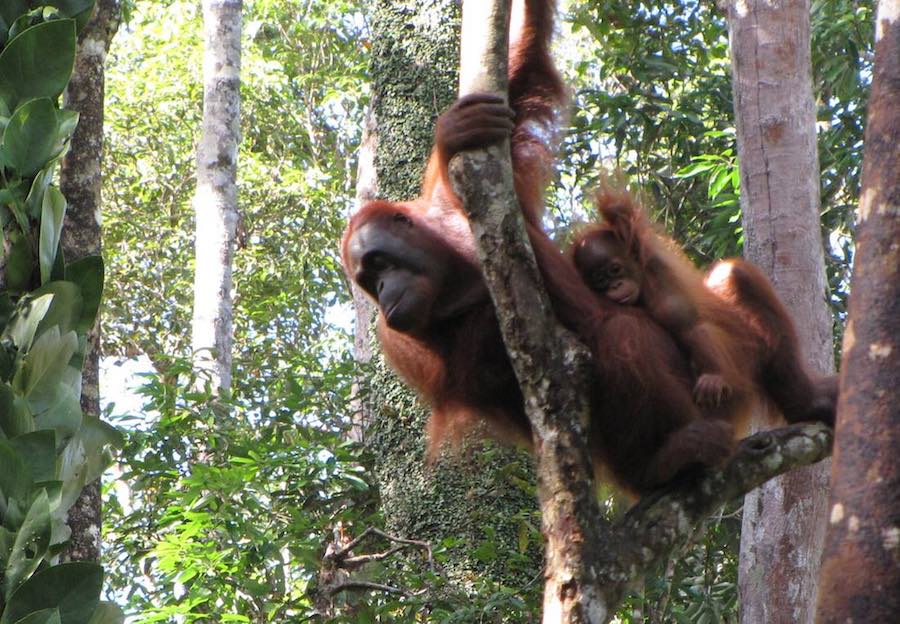 Orangutan in tree with a baby