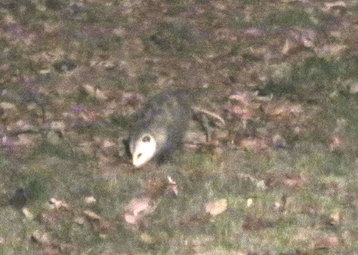 blurry photo of a possum