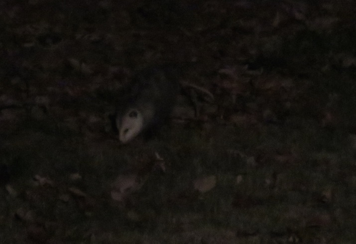 Possum photo unadjusted (essentially all black)