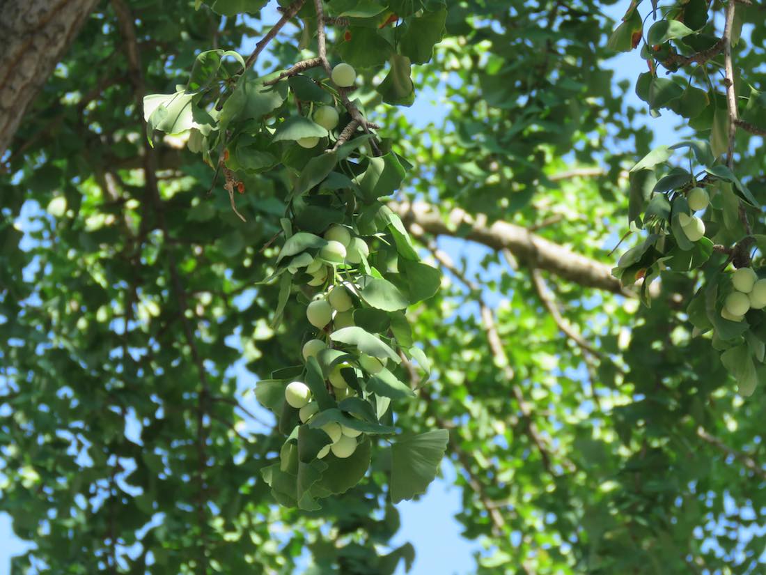 photo of ginkgo tree bearing fruit