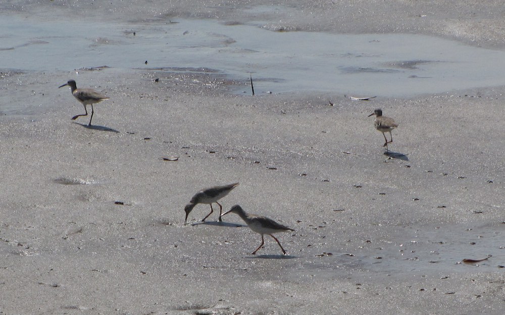 4 common sandpipers running on the beach