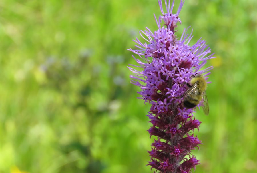 Bee on purple flowers with greenery in the background