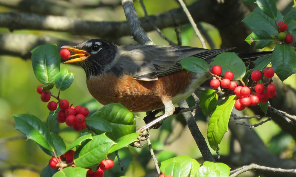 photo of a robin in holly tree eating a red berry