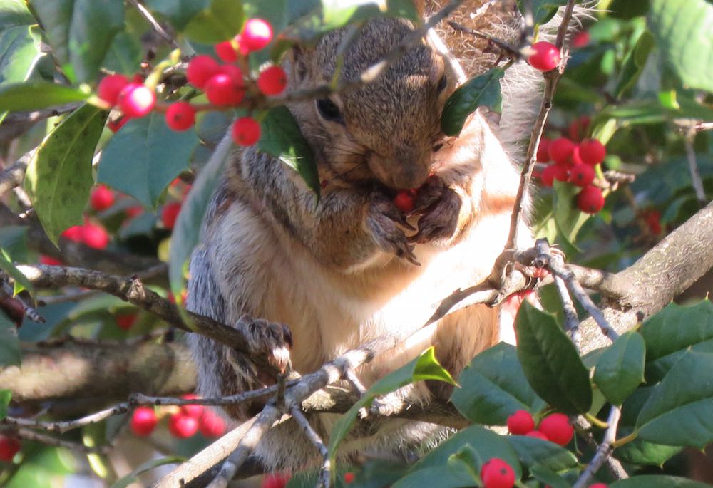 photo of a squirrel in holly tree eating a red berry
